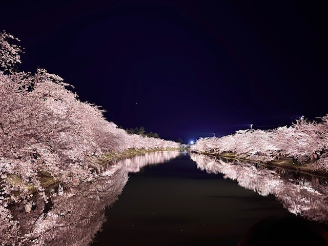 夜桜　暖簾　大判　麻　金彩加工　値下げしました 4月6日～ 日本三大夜桜「高田城百万人観桜会」＠高田公園 | 【公式
